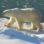 Polar18