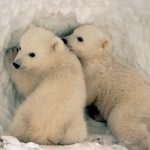 Ursul Polar