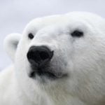 Polar2