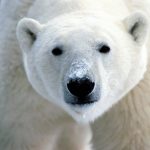 Polar20