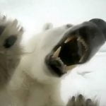 Ursul Polar
