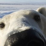 Polar4