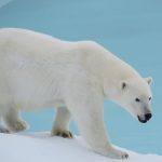 Polar5