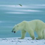 Ursul Polar