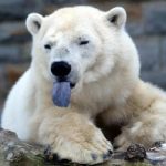 Ursul Polar