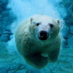 Polar9