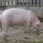 Porcul domestic