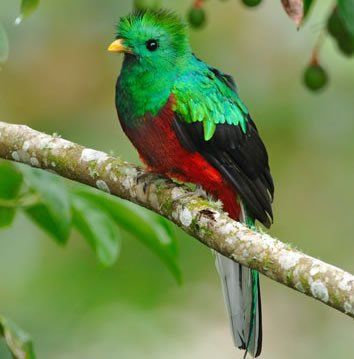 Quetzal pasare