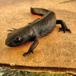 Salamandra cu burta de foc