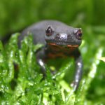 Salamandra cu burta de foc