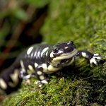 Salamandra Tigru