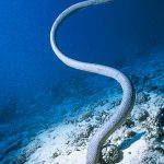 Sarpe de mare13