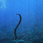 Sarpe de mare8