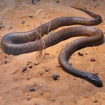 Taipan sarpe