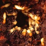 Termite insecte