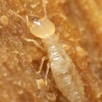 Termite8