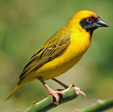 Pasarea Tesator