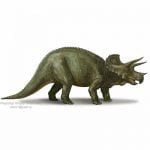 Triceratops