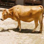 Vaca domestica