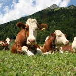 Vaca1