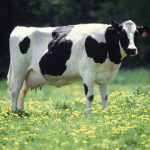 Vaca12