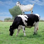 Vaca2