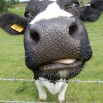 Vaca3