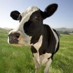 Vaca4