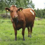 Vaca