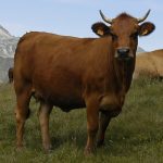 Vaca7