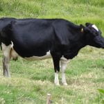 Vaca8