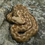 Vipera sarpe