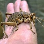 Weta cea mai mare insecta