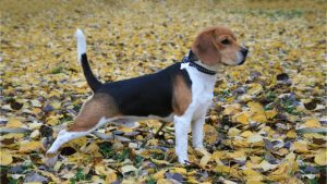beagle la vanatoare