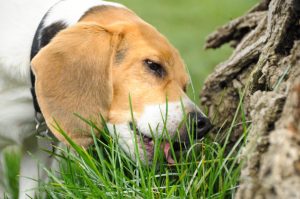 beagle manaca iarba in parc