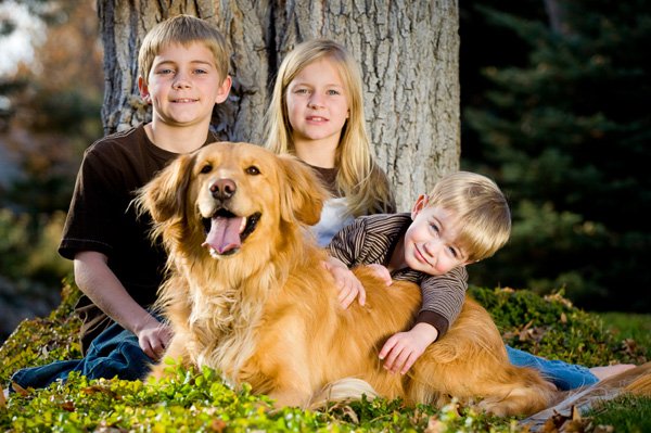 golden-retriever-good-cu copii