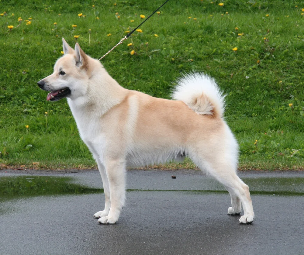 caine-buhund-norvegian-dupa-ploaie-crem