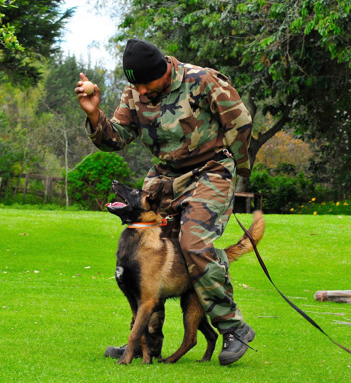 caine-malinois-la-dresaj