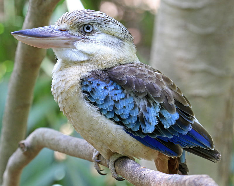 kookaburra cu aripi albastre