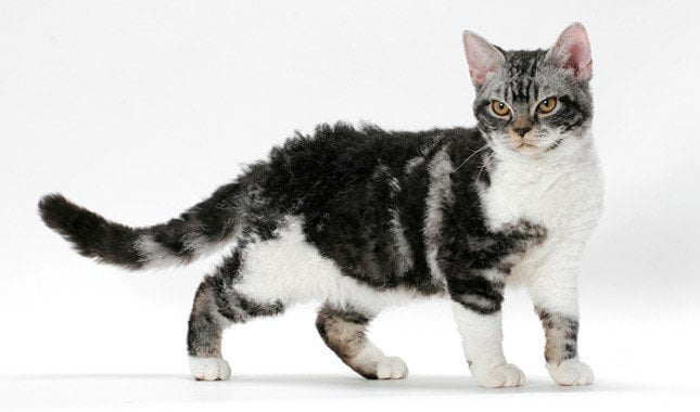 pisic American Wirehair suparat