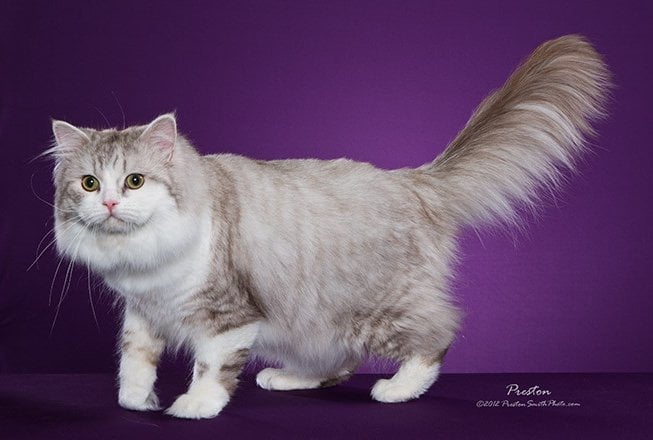 pisica ragamuffin Kota