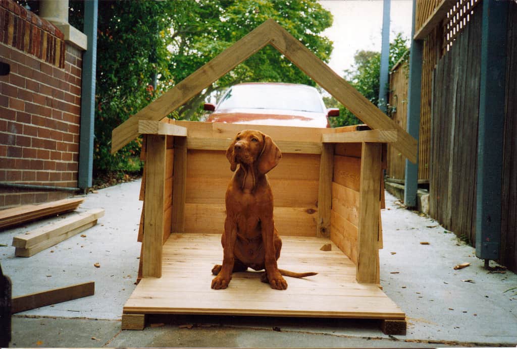 Doghouse demo the dog house. Courtyard, Yard, Dog House. Dog in the House.