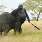elefant gorila