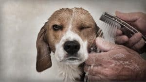 beagle baie
