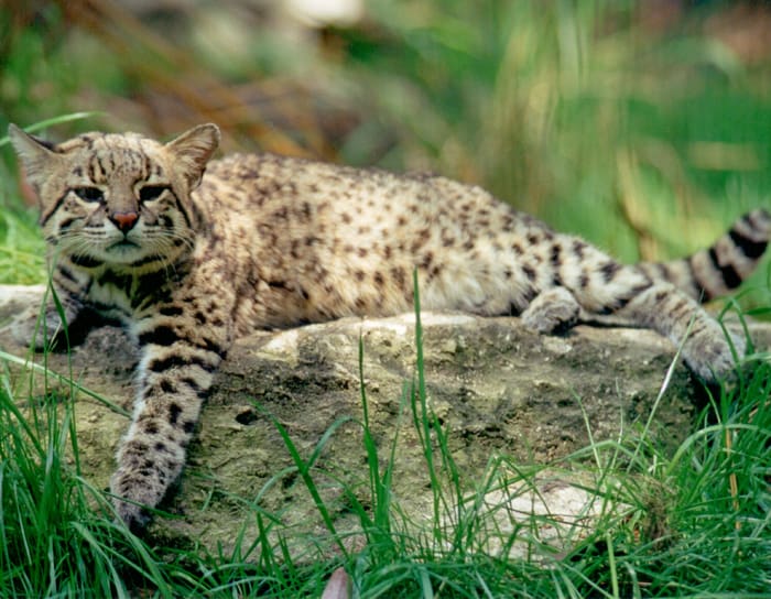 geoffroy cat