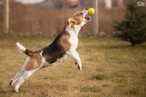 exercitii caine beagle alearga dupa minge