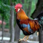 cocos colorat