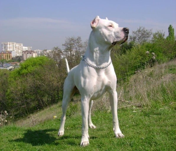 dog-argentinian-in-parc