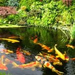 pestele Koi in iaz