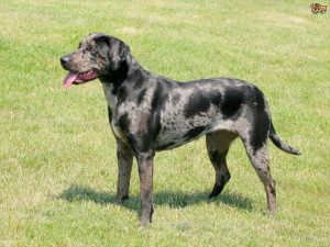 rasa de caine catahoula-leopard